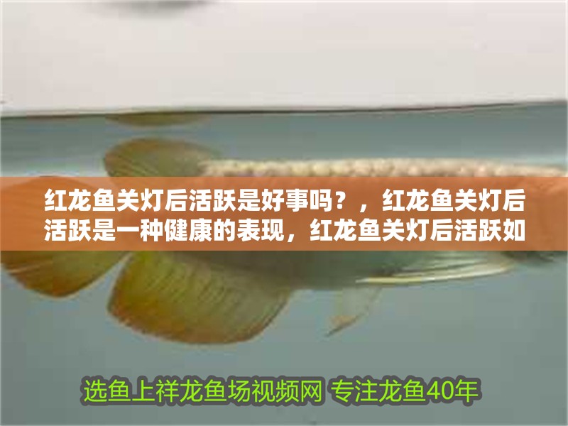 紅龍魚關燈后活躍是好事嗎？，紅龍魚關燈后活躍是一種健康的表現，紅龍魚關燈后活躍如何改善