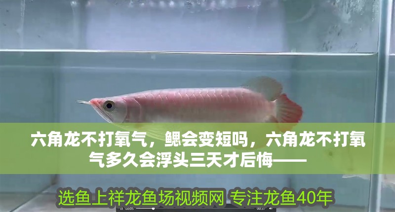 六角龍不打氧氣，鰓會(huì)變短嗎，六角龍不打氧氣多久會(huì)浮頭三天才后悔——
