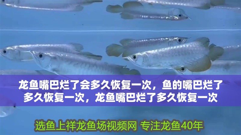 龍魚嘴巴爛了會多久恢復一次，魚的嘴巴爛了多久恢復一次，龍魚嘴巴爛了多久恢復一次