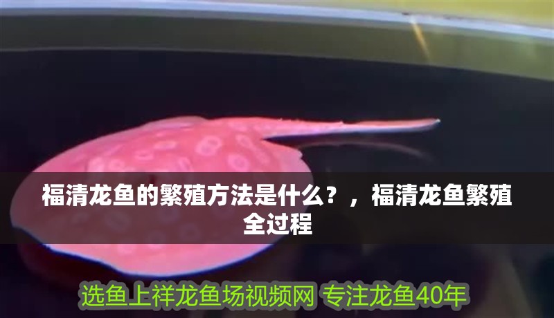 <strong><mark>福清</mark></strong>龍魚的繁殖方法是什么？，<strong><mark>福清</mark></strong>龍魚繁殖全過程