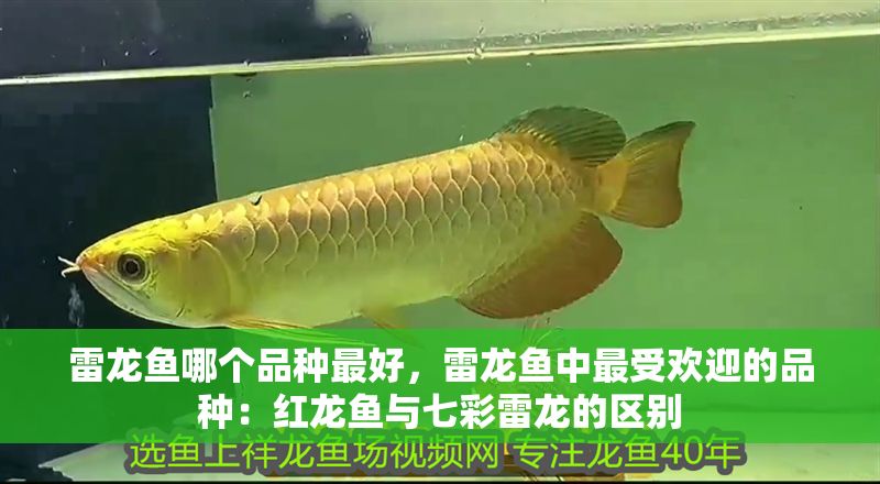 雷龍魚哪個品種最好，雷龍魚中最受歡迎的品種：紅龍魚與七彩雷龍的區別