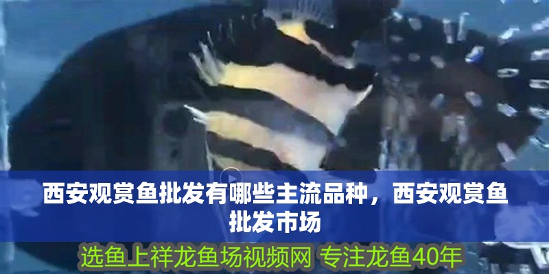 西安觀賞魚批發有哪些主流品種，西安觀賞魚批發市場