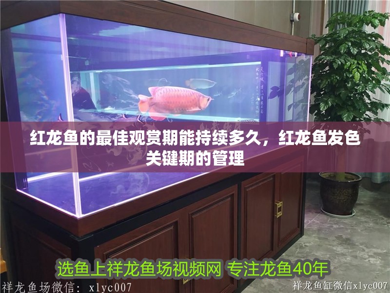 紅龍魚的最佳觀賞期能持續(xù)多久，紅龍魚發(fā)色關(guān)鍵期的管理