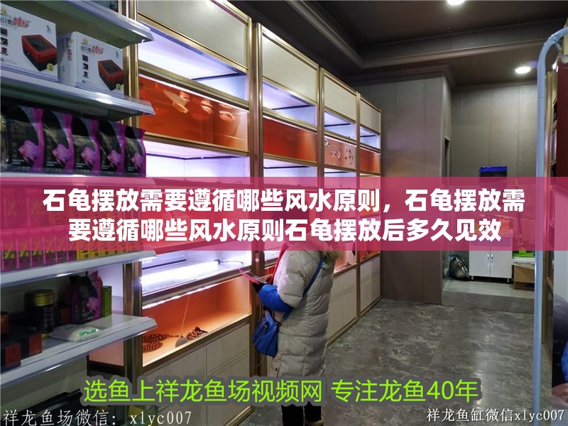 石龜擺放需要遵循哪些風水原則，石龜擺放需要遵循哪些風水原則石龜擺放后多久見效