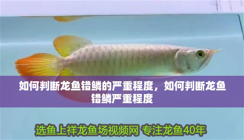如何判斷龍魚錯鱗的嚴重程度，如何判斷龍魚錯鱗嚴重程度