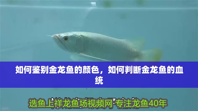 如何鑒別金龍魚的顏色，如何判斷金龍魚的血統