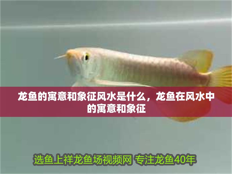 龍魚的寓意和象征風(fēng)水是什么，龍魚在風(fēng)水中的寓意和象征