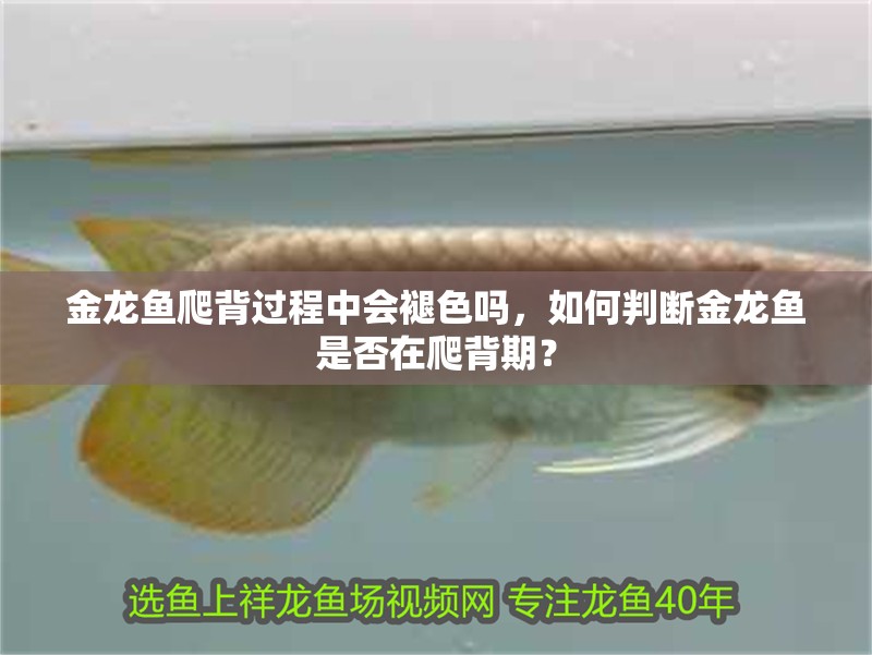 金龍魚爬背過程中會褪色嗎，如何判斷金龍魚是否在爬背期？