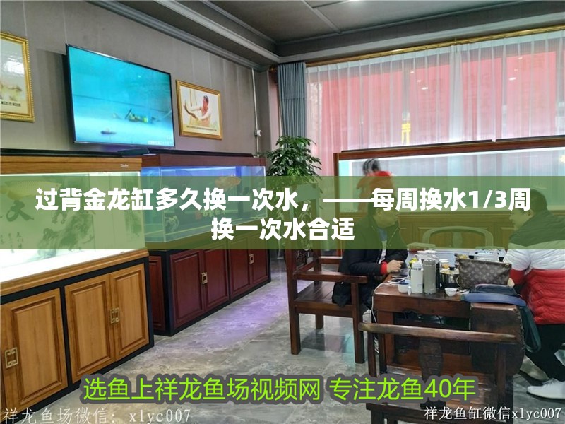 過背金龍缸多久換一次水，——每周換水1/3周換一次水合適