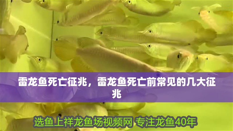 雷龍魚死亡征兆，雷龍魚死亡前常見的幾大征兆