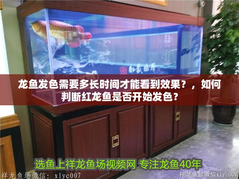 龍魚發(fā)色需要多長(zhǎng)時(shí)間才能看到效果？，如何判斷紅龍魚是否開始發(fā)色？