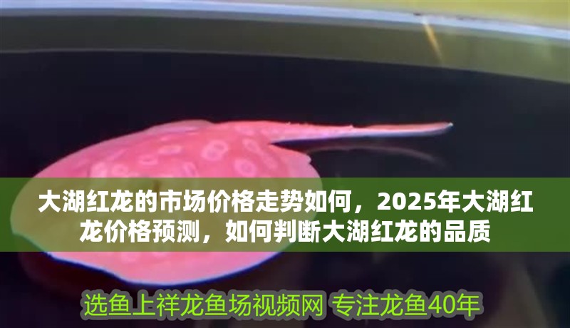大湖紅龍的市場價格走勢如何，2025年大湖紅龍價格預測，如何判斷大湖紅龍的品質