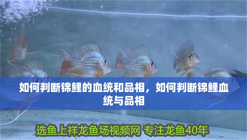 如何判斷錦鯉的血統(tǒng)和品相，如何判斷錦鯉血統(tǒng)與品相
