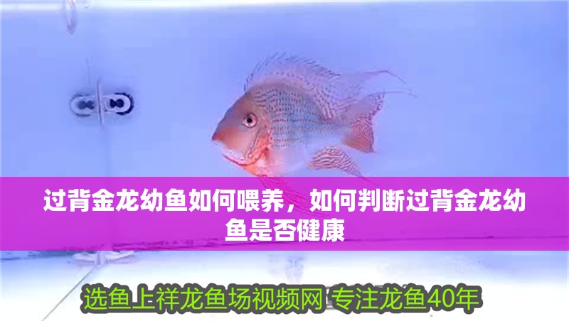 過背金龍幼魚如何喂養，如何判斷過背金龍幼魚是否健康