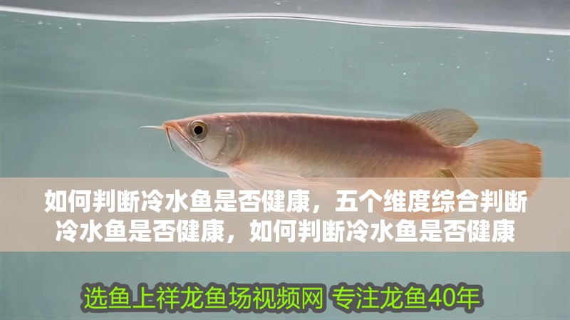 如何判斷冷水魚是否健康，五個維度綜合判斷冷水魚是否健康，如何判斷冷水魚是否健康