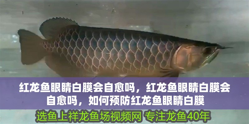 紅龍魚眼睛白膜會自愈嗎，紅龍魚眼睛白膜會自愈嗎，如何預防紅龍魚眼睛白膜