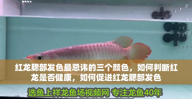紅龍腮部發色最忌諱的三個顏色，如何判斷紅龍是否健康，如何促進紅龍腮部發色