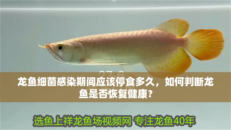 龍魚細菌感染期間應該停食多久，如何判斷龍魚是否恢復健康？