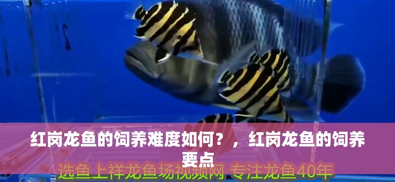 紅崗龍魚的飼養難度如何？，紅崗龍魚的飼養要點