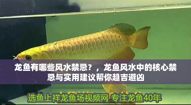 龍魚有哪些風水禁忌？，龍魚風水中的核心禁忌與實用建議幫你趨吉避兇