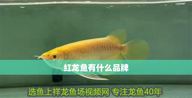 紅龍魚有什么品牌