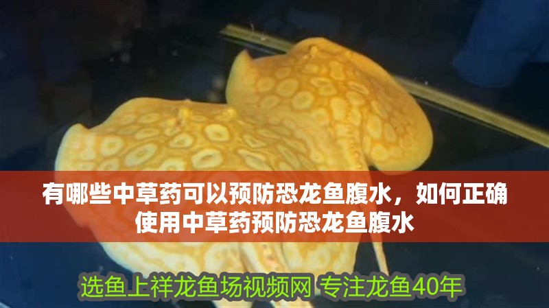 有哪些中草藥可以預防恐龍魚腹水，如何正確使用中草藥預防恐龍魚腹水