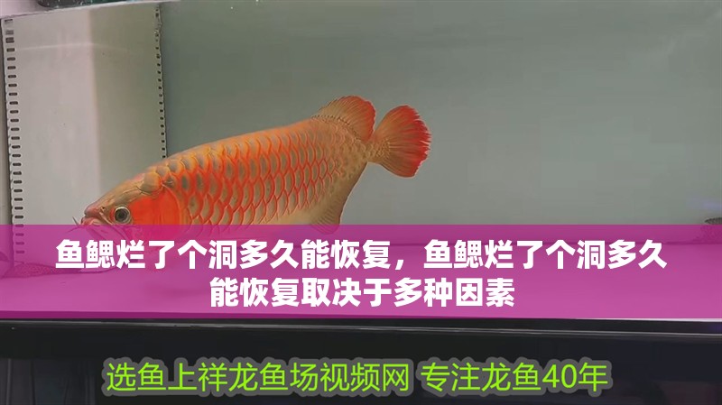 魚鰓爛了個洞多久能恢復，魚鰓爛了個洞多久能恢復取決于多種因素