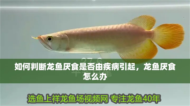 如何判斷龍魚厭食是否由疾病引起，龍魚厭食怎么辦