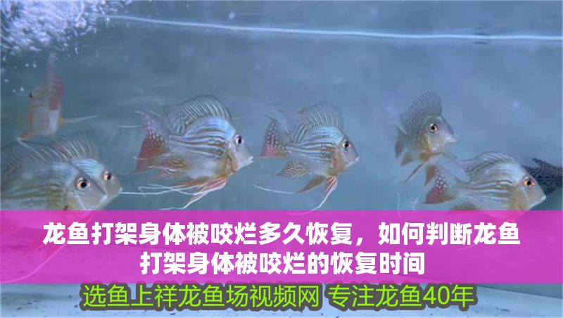龍魚打架身體被咬爛多久恢復，如何判斷龍魚打架身體被咬爛的恢復時間
