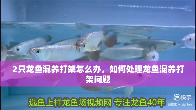 2只龍魚混養(yǎng)打架怎么辦，如何處理龍魚混養(yǎng)打架問題