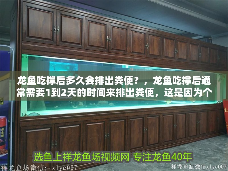 龍魚吃撐后多久會排出糞便？，龍魚吃撐后通常需要1到2天的時間來排出糞便，這是因為個體差異