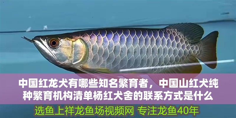 中國紅龍犬有哪些知名繁育者，中國山紅犬純種繁育機(jī)構(gòu)清單楊紅犬舍的聯(lián)系方式是什么