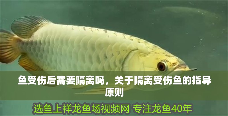 魚受傷后需要隔離嗎，關(guān)于隔離受傷魚的指導(dǎo)原則