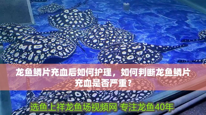 龍魚鱗片充血后如何護理，如何判斷龍魚鱗片充血是否嚴重？