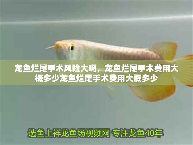 龍魚爛尾手術風險大嗎，龍魚爛尾手術費用大概多少龍魚爛尾手術費用大概多少