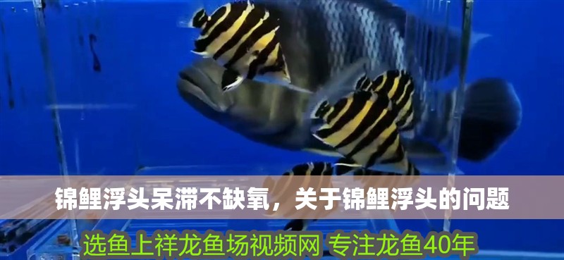 錦鯉浮頭呆滯不缺氧，關(guān)于錦鯉浮頭的問題