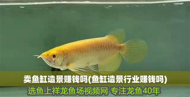 賣魚缸造景賺錢嗎(魚缸造景行業(yè)賺錢嗎)
