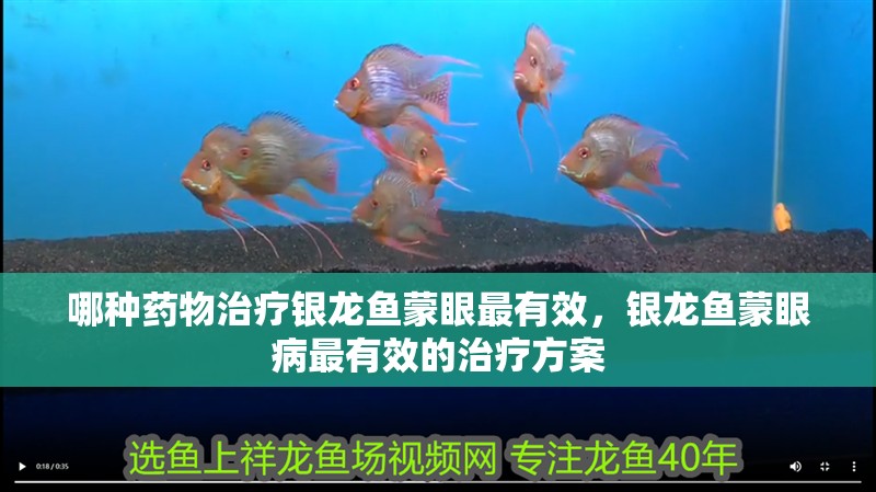 哪種藥物治療銀龍魚蒙眼最有效，銀龍魚蒙眼病最有效的治療方案