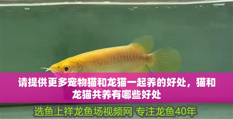 請提供更多寵物貓和龍貓一起養的好處，貓和龍貓共養有哪些好處