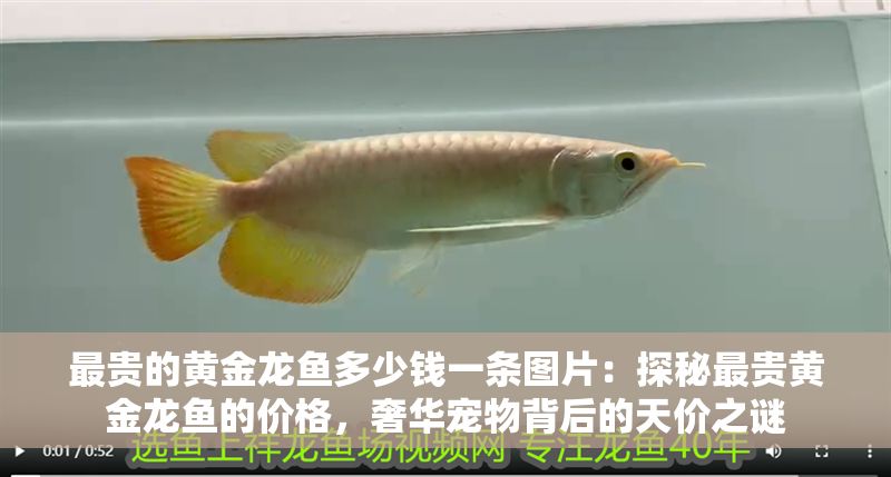 最貴的黃金龍魚多少錢一條圖片：探秘最貴黃金龍魚的價格，奢華寵物背后的天價之謎