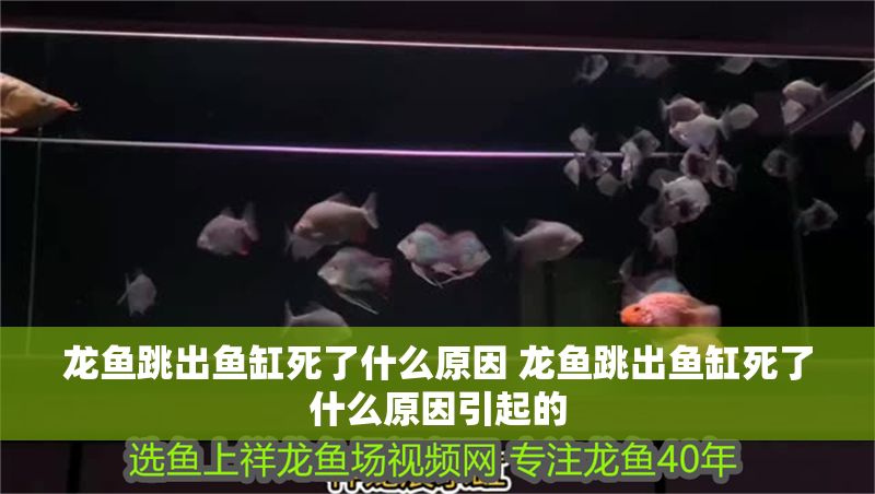 龍魚跳出魚缸死了什么原因 龍魚跳出魚缸死了什么原因引起的