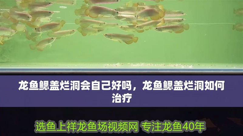 龍魚鰓蓋爛洞會自己好嗎，龍魚鰓蓋爛洞如何治療