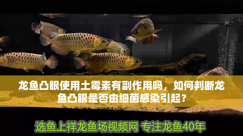 龍魚凸眼使用土霉素有副作用嗎，如何判斷龍魚凸眼是否由細菌感染引起？