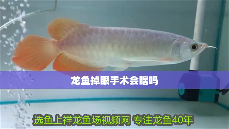 龍魚掉眼手術會瞎嗎