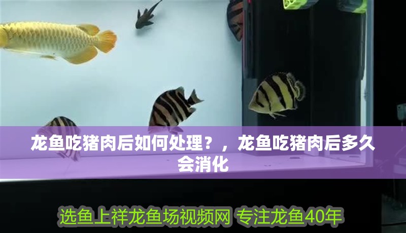 龍魚吃豬肉后如何處理？，龍魚吃豬肉后多久會(huì)消化