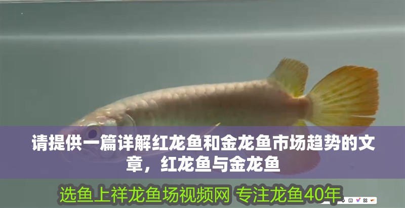 請提供一篇詳解紅龍魚和金龍魚市場趨勢的文章，紅龍魚與金龍魚