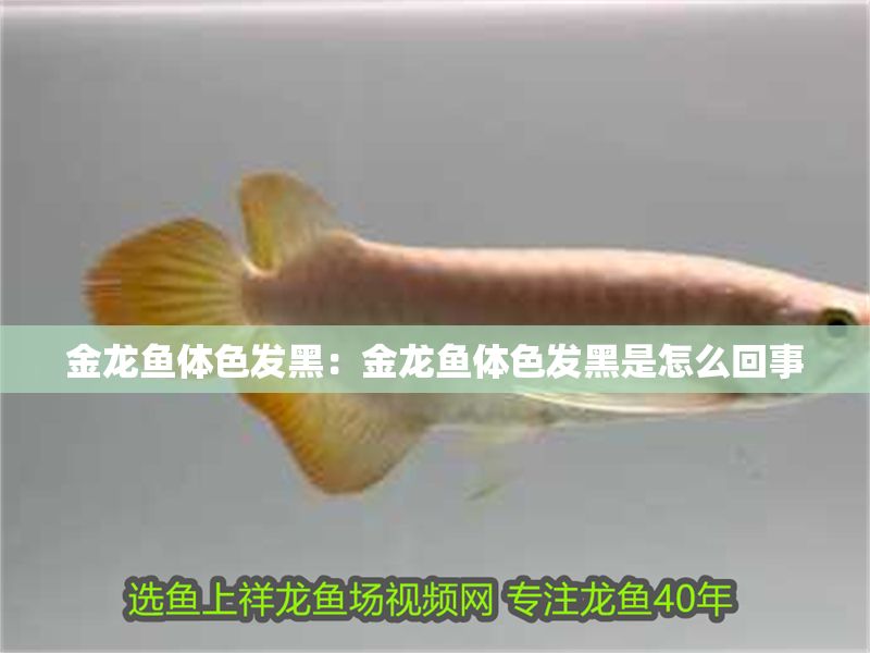 金龍魚體色發黑：金龍魚體色發黑是怎么回事