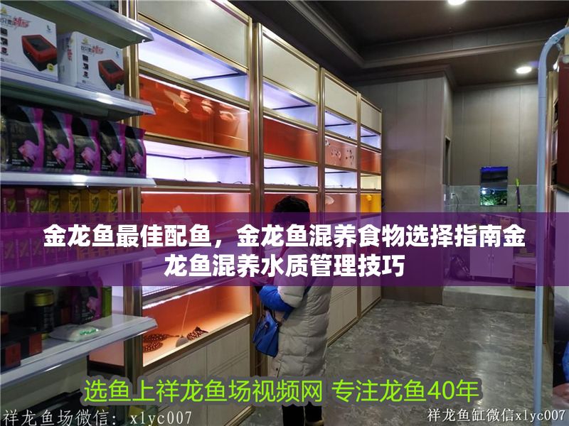 金龍魚最佳配魚，金龍魚混養食物選擇指南金龍魚混養水質管理技巧