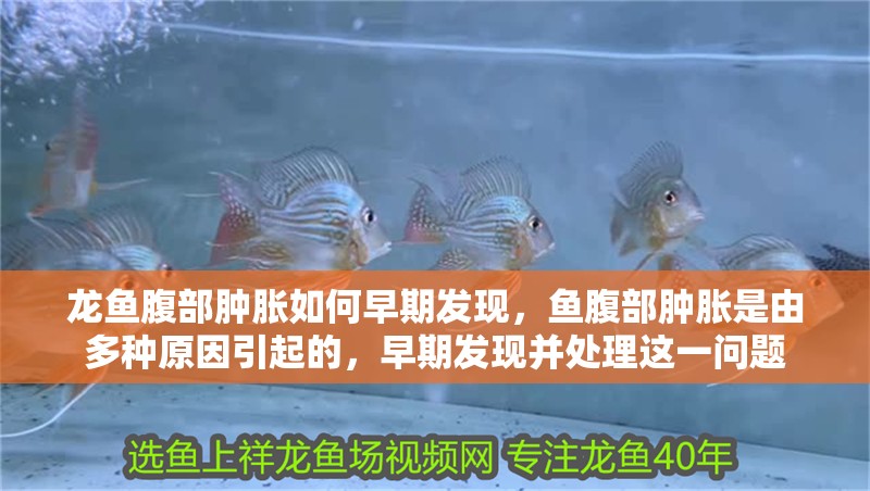 龍魚腹部腫脹如何早期發現，魚腹部腫脹是由多種原因引起的，早期發現并處理這一問題