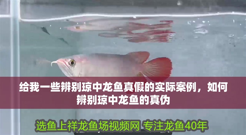給我一些辨別瓊中龍魚真假的實際案例，如何辨別瓊中龍魚的真偽